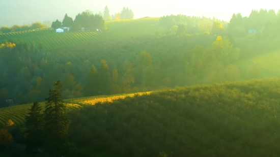 Royalty Free Stock Footage Free, Landscape, Rapeseed, Sky, Tree, Oilseed