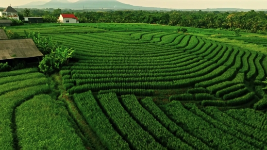 Sad Video Clip Download, Maze, Agriculture, Landscape, Rural, Field