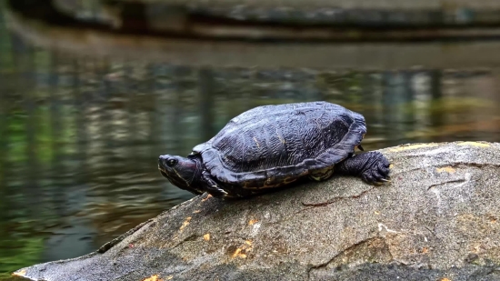 Save Tiktok Without Watermark, Terrapin, Turtle, Mud Turtle, Reptile, Slow