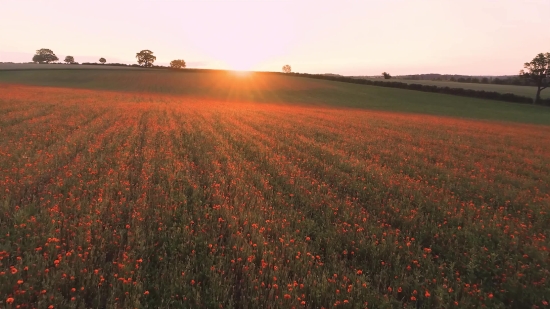 Short Funny Videos Download Free, Sky, Field, Landscape, Grass, Meadow