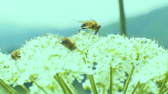 Short Music Video Clips Free Download, Herb, Vascular Plant, Cow Parsley, Plant, Flower