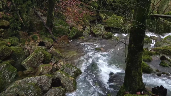 Short Sad Video Clip, Forest, River, Land, Stream, Water