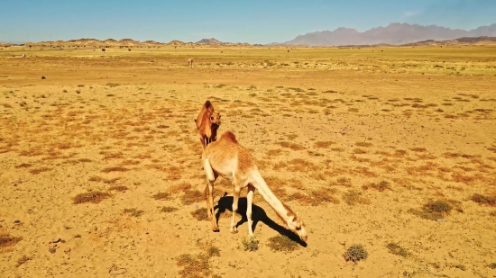 Shutterstock Free Images, Steppe, Plain, Land, Landscape, Desert