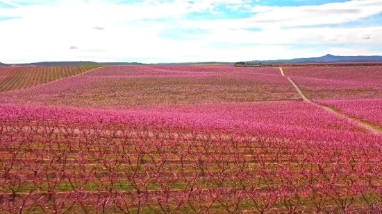 Sneeze Stock Video, Shrub, Vascular Plant, Plant, Field, Woody Plant