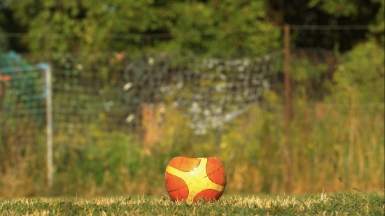 Social Media Stock Video, Bucket, Grass, Poppy, Vessel, Flower