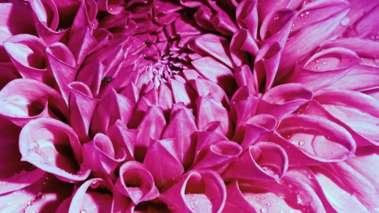 Space Stock Photo, Pink, Petal, Flower, Flora, Floral