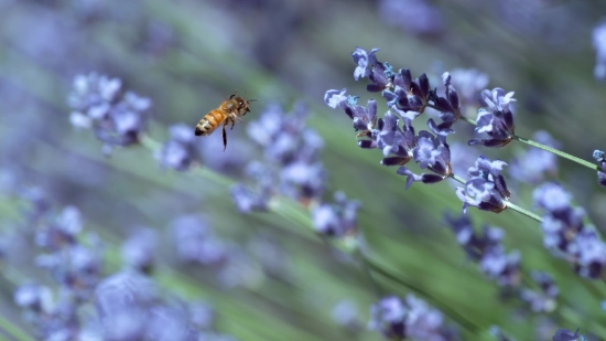 Spooky Stock Footage, Lavender, Vascular Plant, Shrub, Plant, Herb