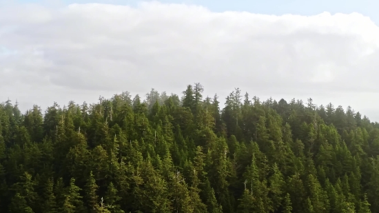 Stock Footage & Video Effects, Tree, Forest, Fir, Woody Plant, Landscape