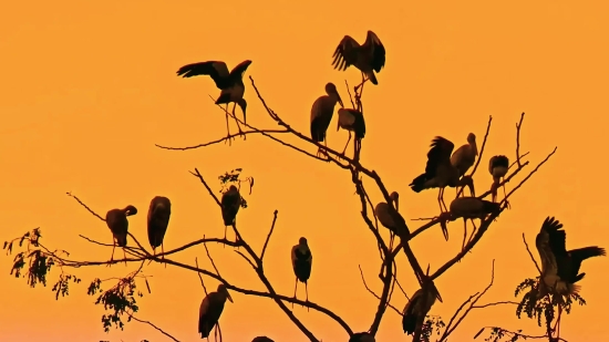 Stock Footage Free Download, Tree, Branch, Sky, Silhouette, Bird