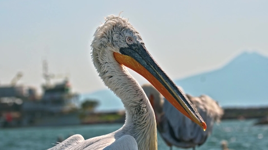 Stock Footage Library, Pelican, Seabird, Bird, Aquatic Bird, Beak