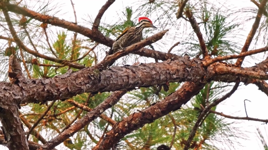 Stock Footage Monthly Subscription, Bird, Tree, Wildlife, Animal, Branch