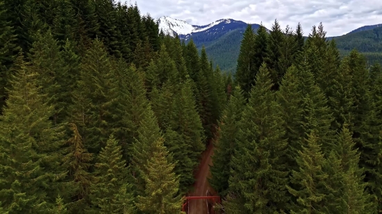 Stock Footage Mp4, Tree, Fir, Forest, Landscape, Mountain