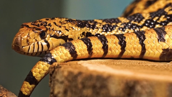 Stock Foto, King Snake, Snake, Reptile, Wildlife, Garter Snake