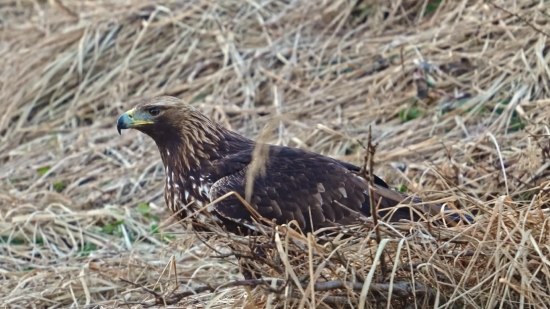 Stock Images Of People, Bird, Wildlife, Game Bird, Starling, Wild