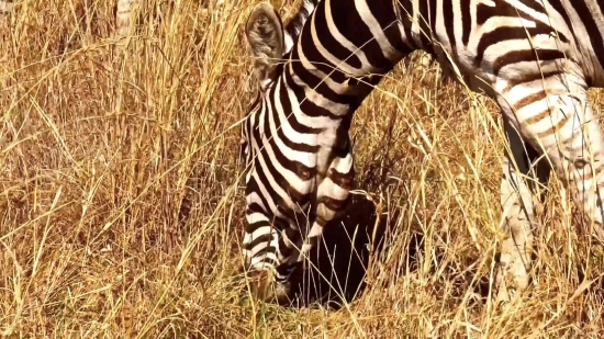 Stock Images Subscription, Zebra, Equine, Ungulate, Safari, Wildlife