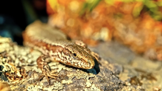 Stock Photo Library, Alligator Lizard, Lizard, Reptile, Wildlife, Wild