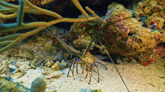 Stock Photography Sites, Spiny Lobster, Lobster, Crustacean, Fish, Underwater