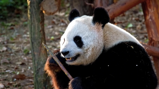 Stock Photos, Giant Panda, Mammal, Wildlife, Wild, Bear