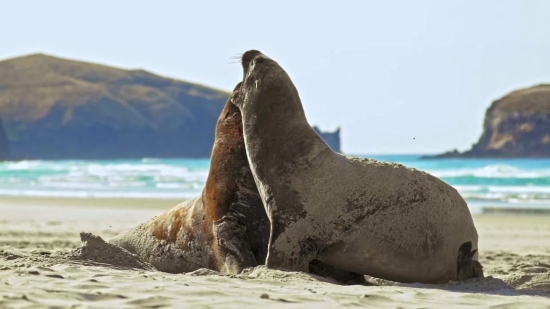 Stock Pictures, Sea Lion, Eared Seal, Seal, Water, Sea