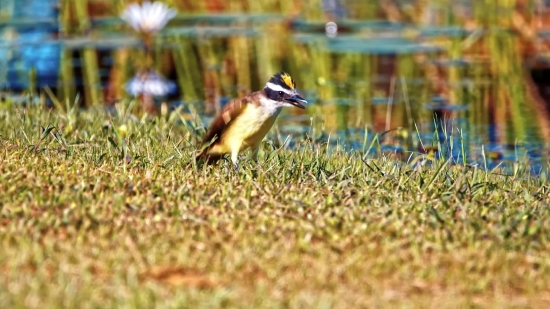 Stock Shots, Bird, Wildlife, Woodpecker, Beak, Nightingale