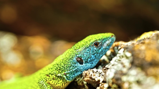 Stock Video Clips, Green Lizard, Lizard, Reptile, Wildlife, Eye