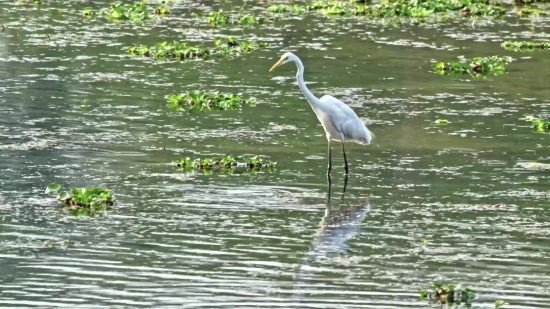 Stock Video Download, Heron, Egret, Wading Bird, Bird, Aquatic Bird