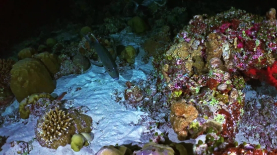 Stock Video Library, Reef, Underwater, Fish, Coral, Sea