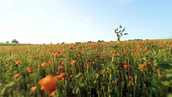 Stock Video Mp4, Flower, Field, Tulip, Poppy, Spring