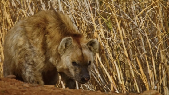 Stock Videos Free Without Watermark, Hyena, Canine, Mammal, Wild, Wildlife