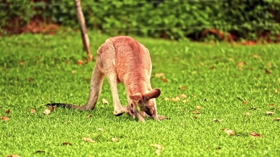 Stock Videos Without Watermark, Sprinkler, Grass, Mechanical Device, Wildlife, Mechanism