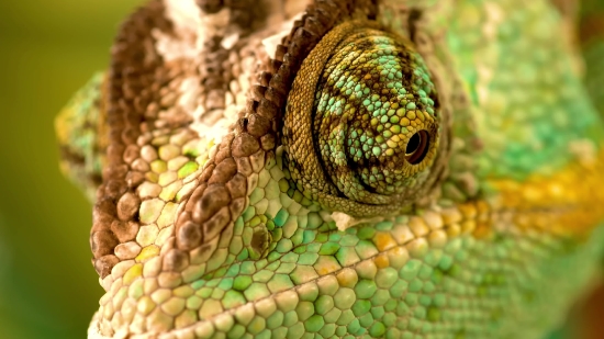 Stunning Free Videos, Snake, Green Mamba, Black Mamba, Chameleon, Reptile