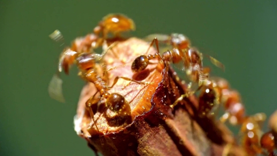 Sun Green Screen Video Download, Ant, Insect, Arthropod, Invertebrate, Close