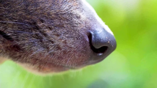 Sunrise Video Clip Download, Platypus, Mammal, Sea Lion, Nose, Wildlife