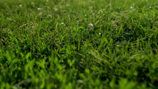 Template Video Background Full Screen Free Download, Plant, Grass, Herb, Vascular Plant, Lawn