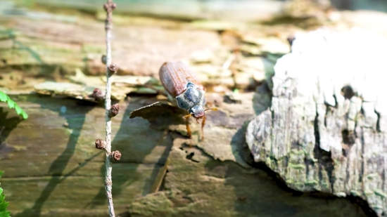 Texture Background Video, Insect, Beetle, Weevil, Arthropod, Invertebrate