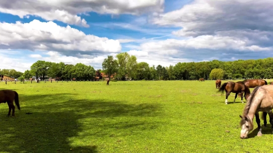 Thunder Stock Video, Grass, Sky, Field, Landscape, Meadow