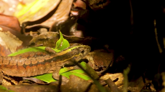 Time Lapse Video Free Download, Frog, Amphibian, Lizard, Reptile, Chameleon