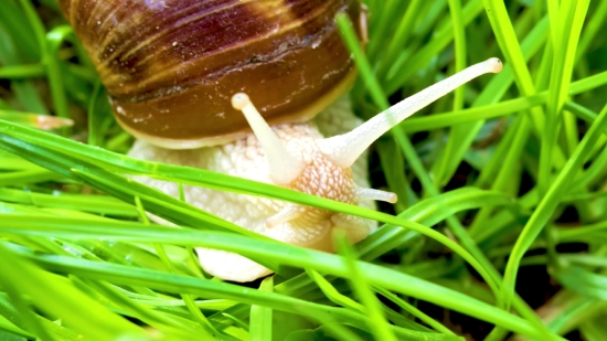 Tub Tubidy Mp3 Download Mp3, Snail, Gastropod, Mollusk, Invertebrate, Animal