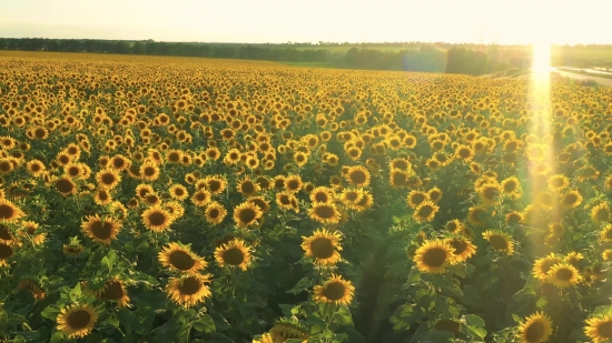 Tubemate Download For Pc, Sunflower, Field, Flower, Yellow, Plant