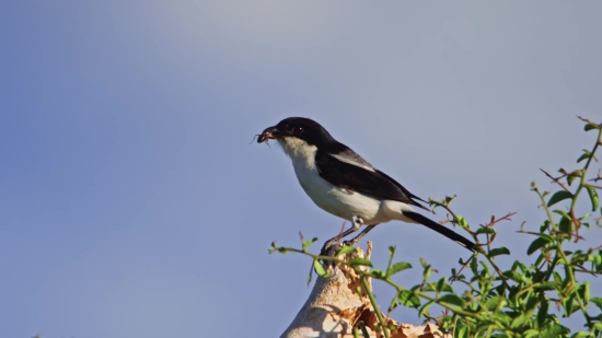 Tubidy Music, Magpie, Bird, Wildlife, Beak, Wild