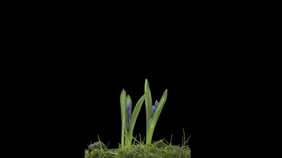 Tubidymp3, Plant, Spring, Grass, Growth, Leaf