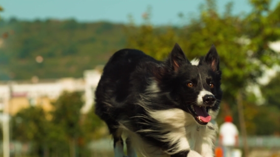 Universe Stock Footage Free, Border Collie, Shepherd Dog, Dog, Canine, Pet