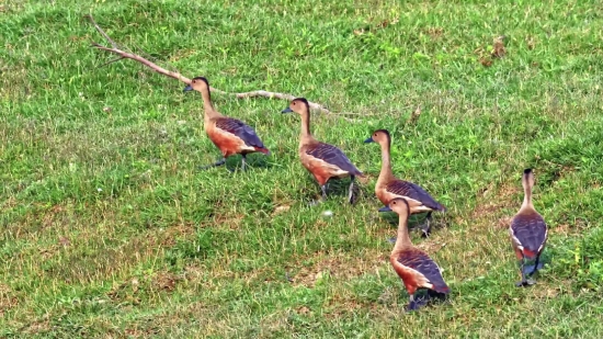 Unlimited Stock Footage, Flamingo, Wading Bird, Aquatic Bird, Bird, Goose