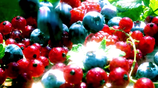 Vaporwave Stock Footage Free, Currant, Berry, Fruit, Red Currant, Shrub