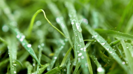 Video 4k No Copyright, Plant, Dew, Grass, Growth, Drops