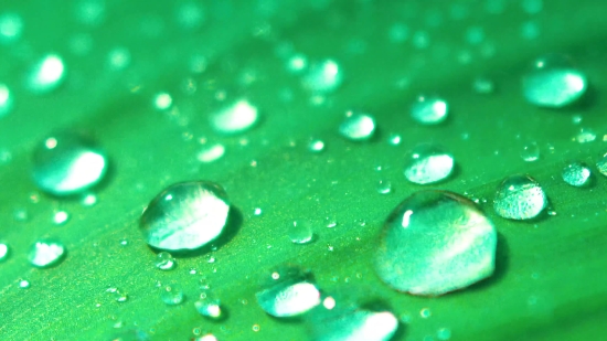 Video Animation Effects Free Download, Dew, Rain, Drops, Wet, Water