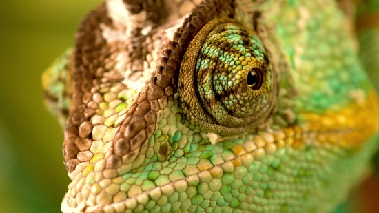 Video Background Effects Free, Chameleon, Reptile, Snake, Person, Lizard