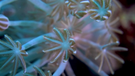 Video Background Frame Download, Polyp, Coelenterate, Invertebrate, Animal, Organism