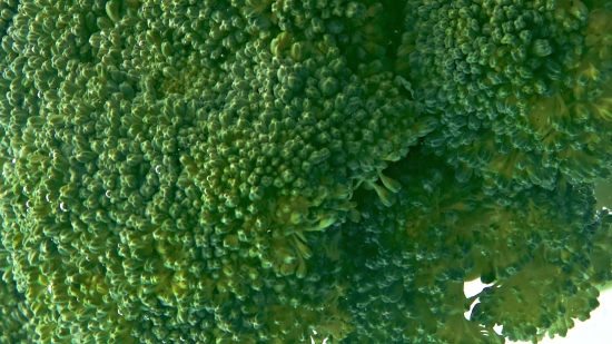 Video Banane Ka Background, Broccoli, Vegetable, Reef, Coral Reef, Produce