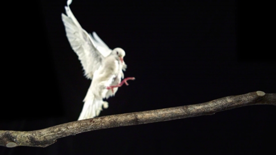 Video Bola No Copyright, Bird, Marmoset, Monkey, Feather, Wildlife